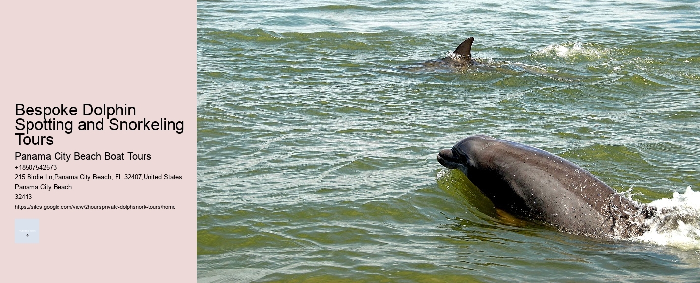 Bespoke Dolphin Spotting and Snorkeling Tours