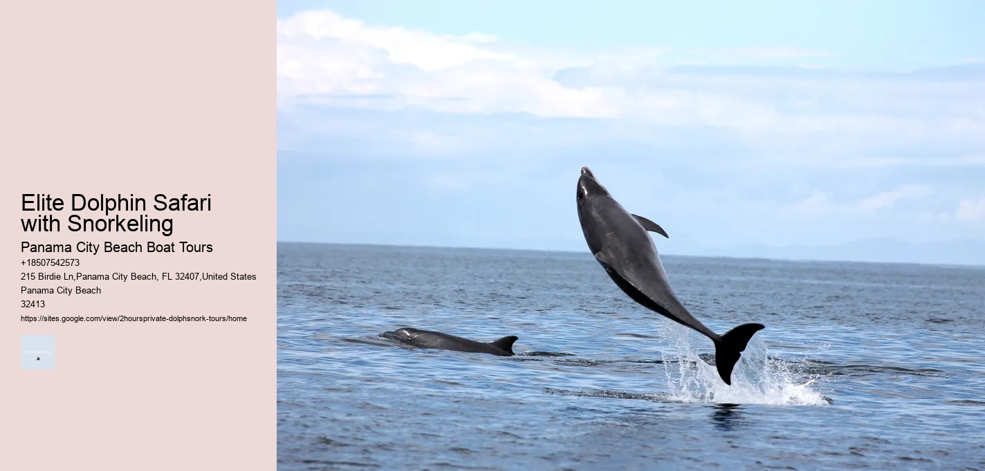 Can You Swim With Dolphins In Playa Del Carmen