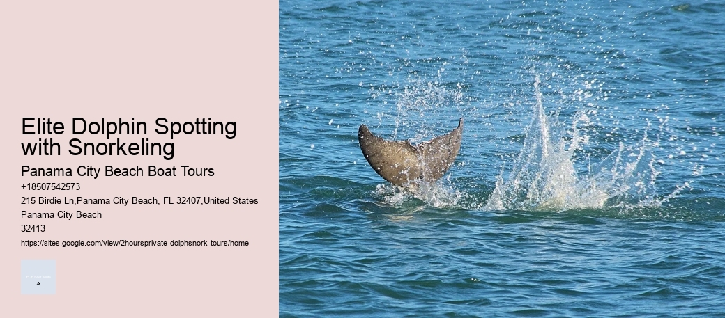 Elite Dolphin Spotting with Snorkeling