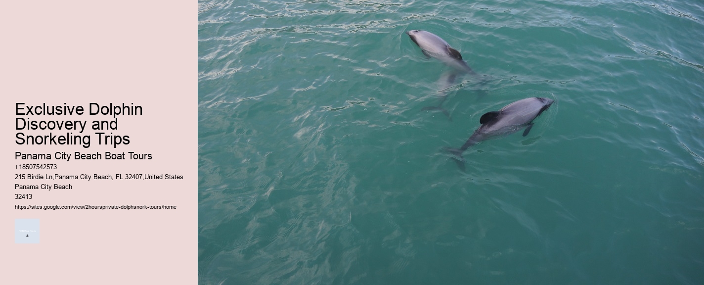 Vip Dolphin Swim Adventure At Ocean World