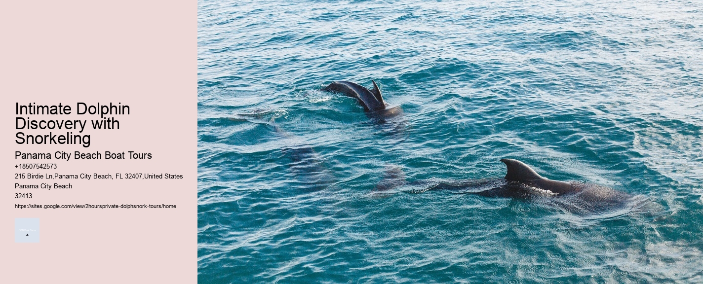 Intimate Dolphin Discovery with Snorkeling