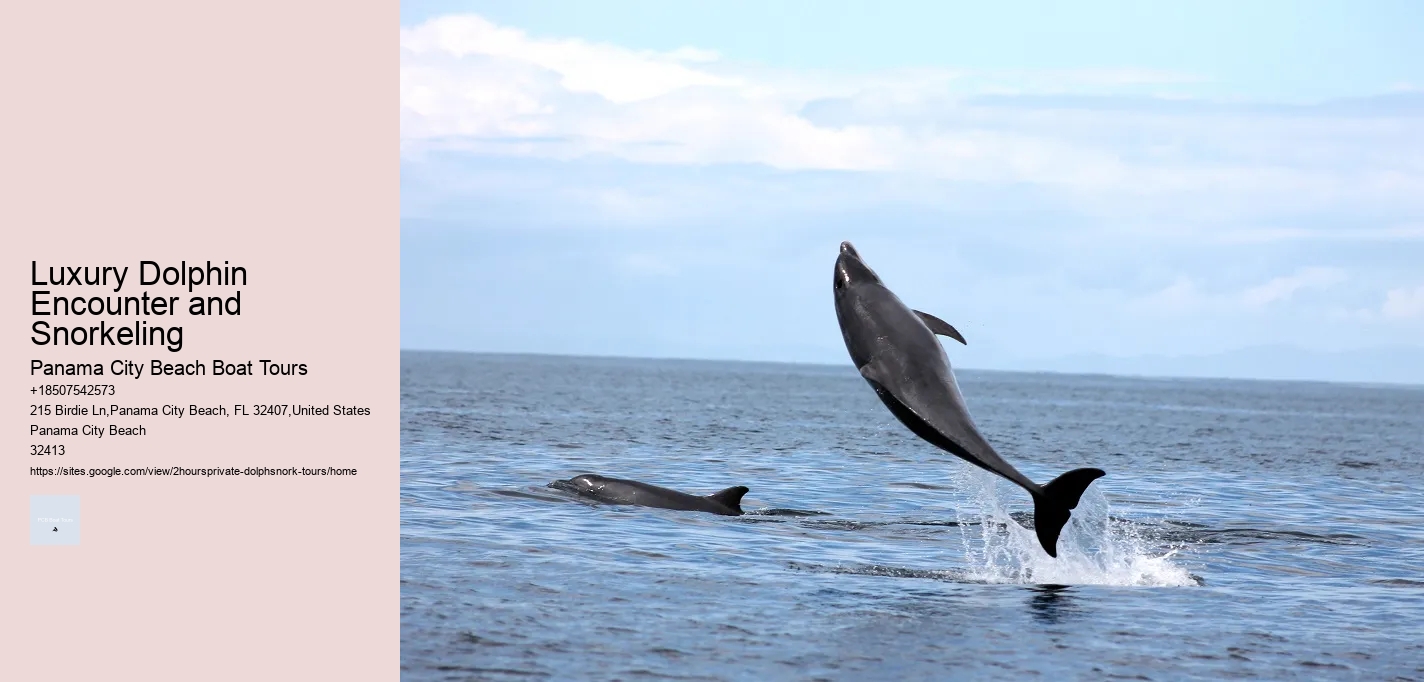 Luxury Dolphin Encounter and Snorkeling