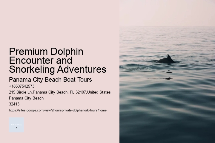 Premium Dolphin Encounter and Snorkeling Adventures