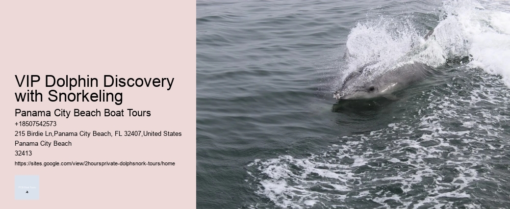 Dolphin Tours Bluffton Sc