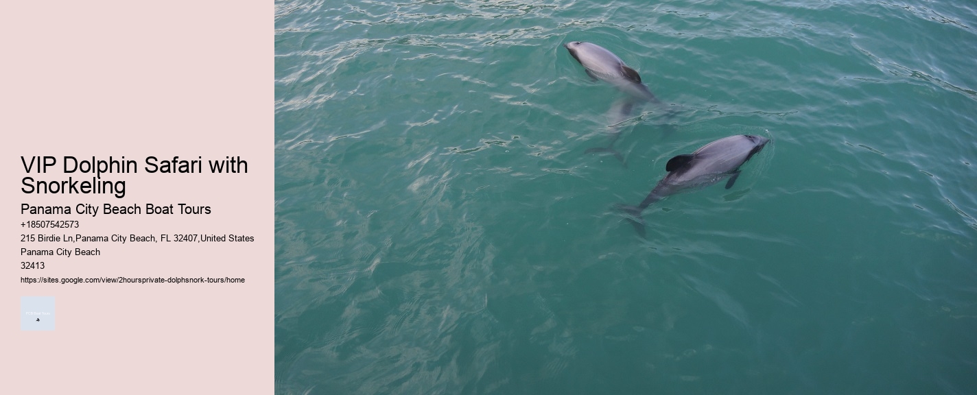 VIP Dolphin Safari with Snorkeling